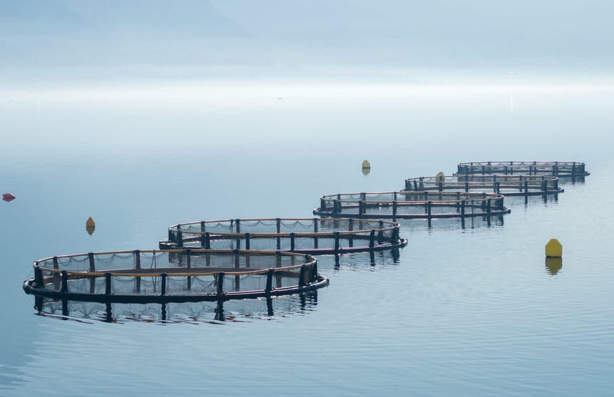 Growing pressures: China’s fishmeal demand likely to fall in third-quarter seasonal peak – IFFO