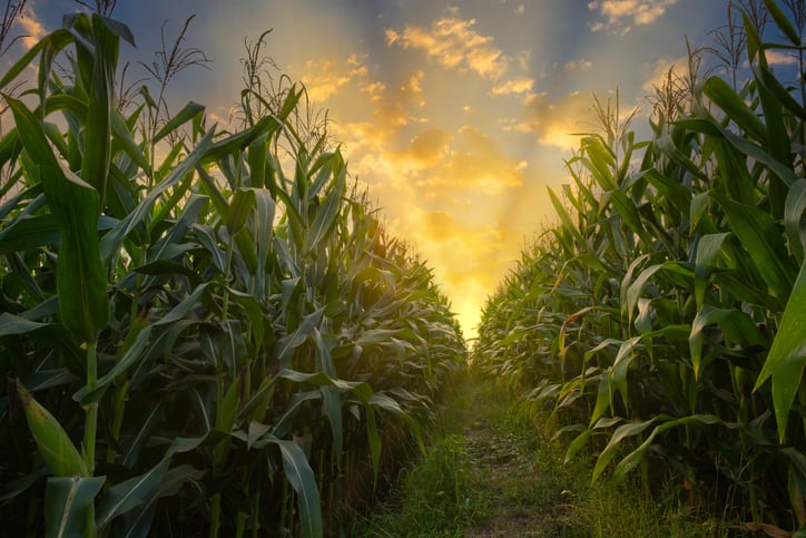 Thailand considers corn import ban amid pollution concerns