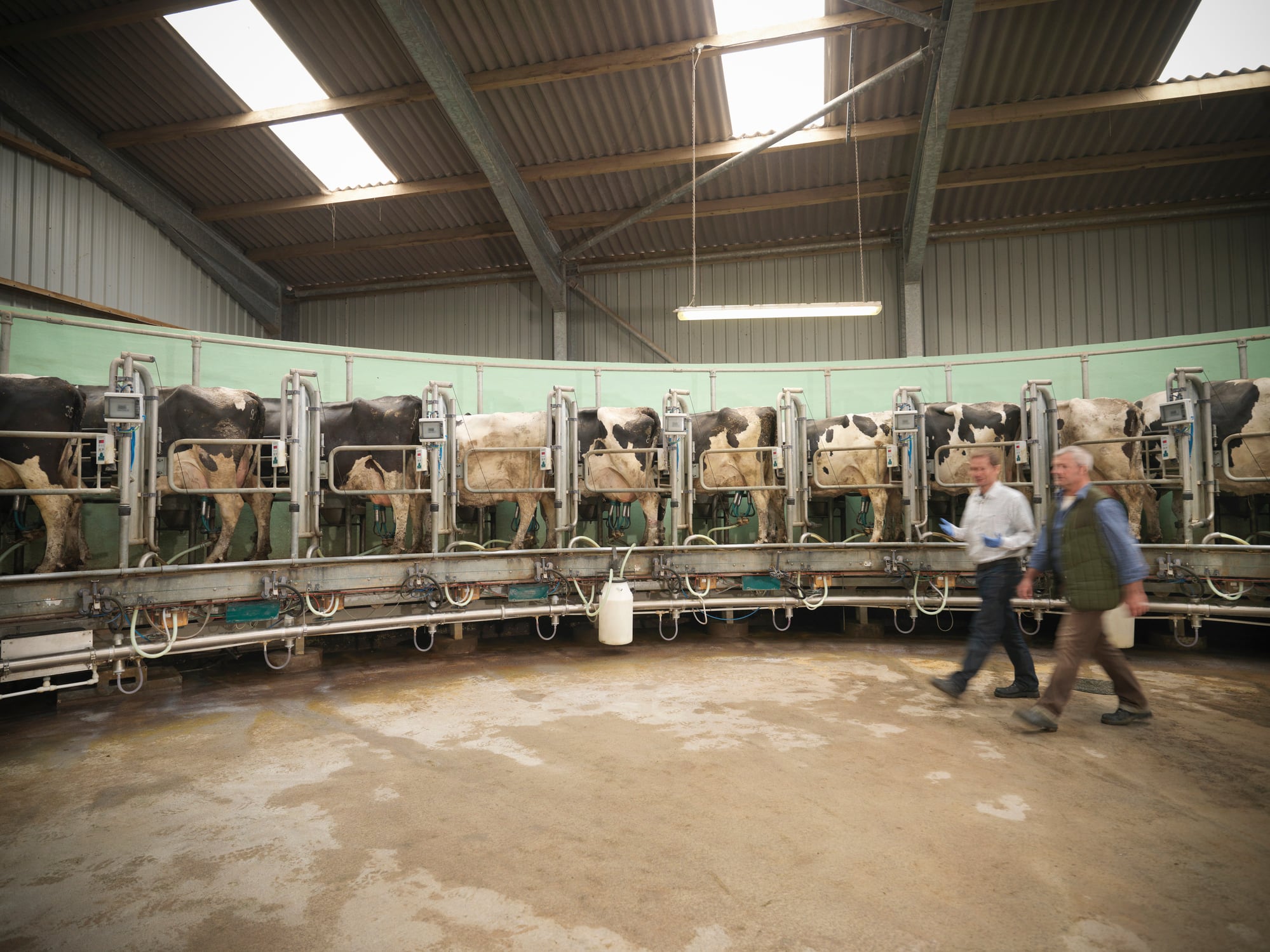 Inside a dairy barn, where Sixteen44 aims to capture and destroy dilute methane emissions directly from the air.