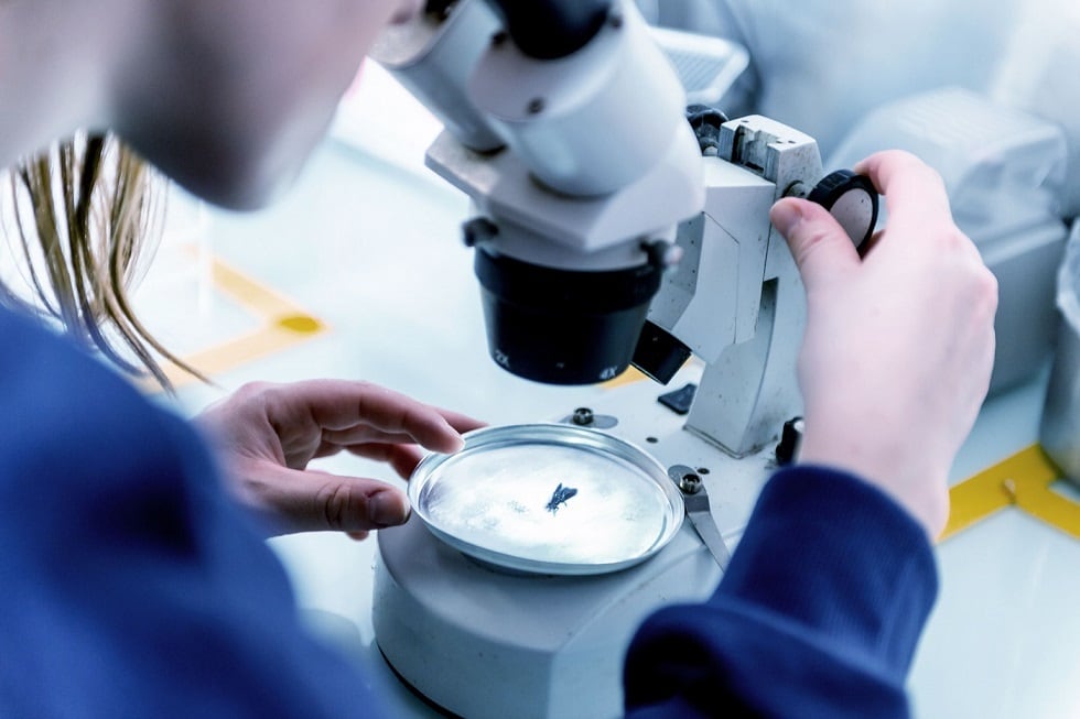 What does the future hold for the insect protein industry?