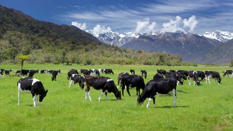 New Zealand sees record milk production but more environmental restrictions 