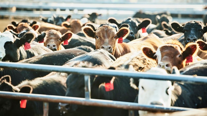 Cows in a pen