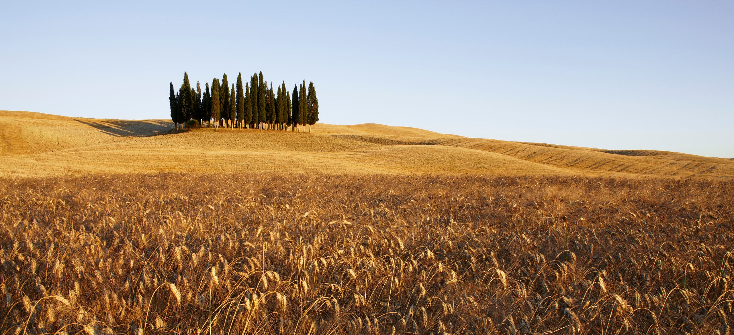 Syngenta and French biosolutions firm Amoéba have turned their November 2025 MoU into a long-term commercial partnership to bring a next-generation biofungicide for septoria and yellow rust to cereal growers.