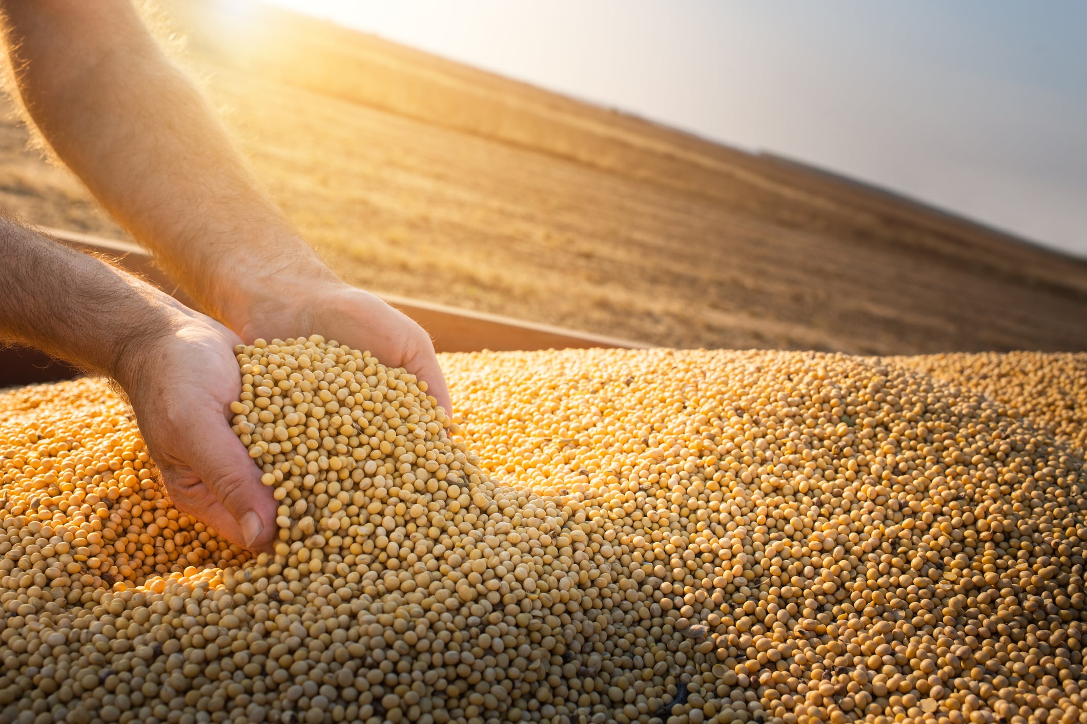 Strengthening seeds: China pushes for stronger crop breeding innovation, stricter variety management