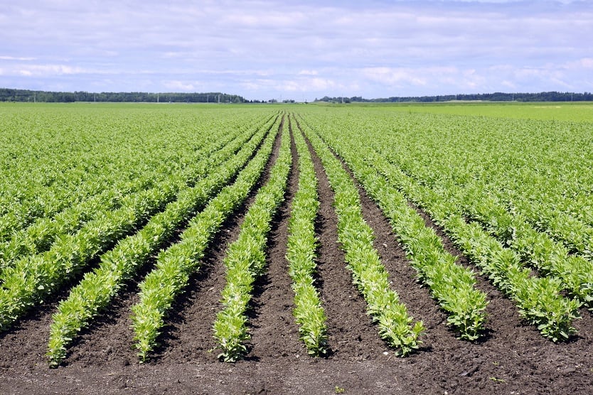 Beneo ploughs €50m into new pulse processing facility