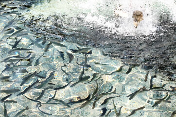 Researchers-mine-microalgae-industry-for-fishmeal-alternative.jpg
