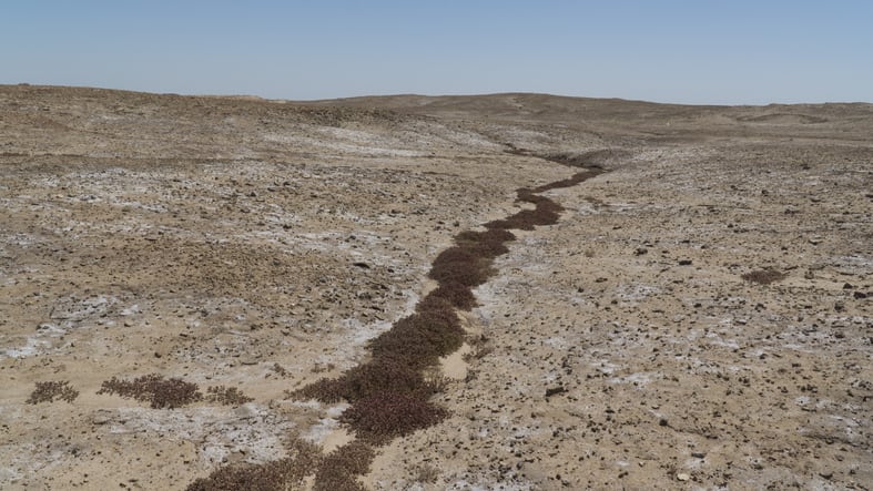 Meet the Iraqi start-ups hoping to futureproof a drought-hit sector