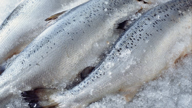 Desert-ready aquaculture: Mustadem bets on RAS to drive seafood self-sufficiency in Saudi Arabia