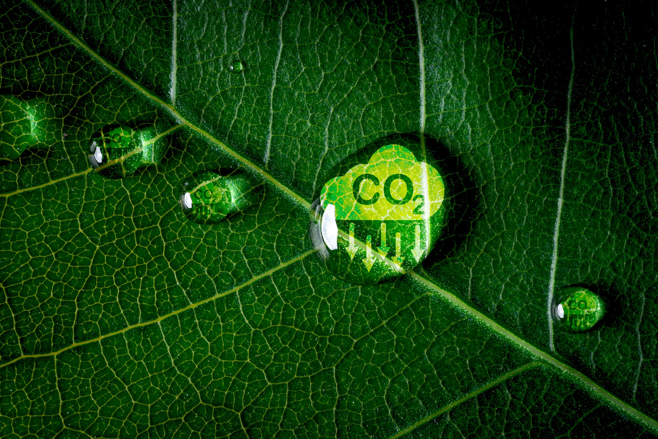 Japanese firms bringing carbon credits to Thailand through greener agriculture