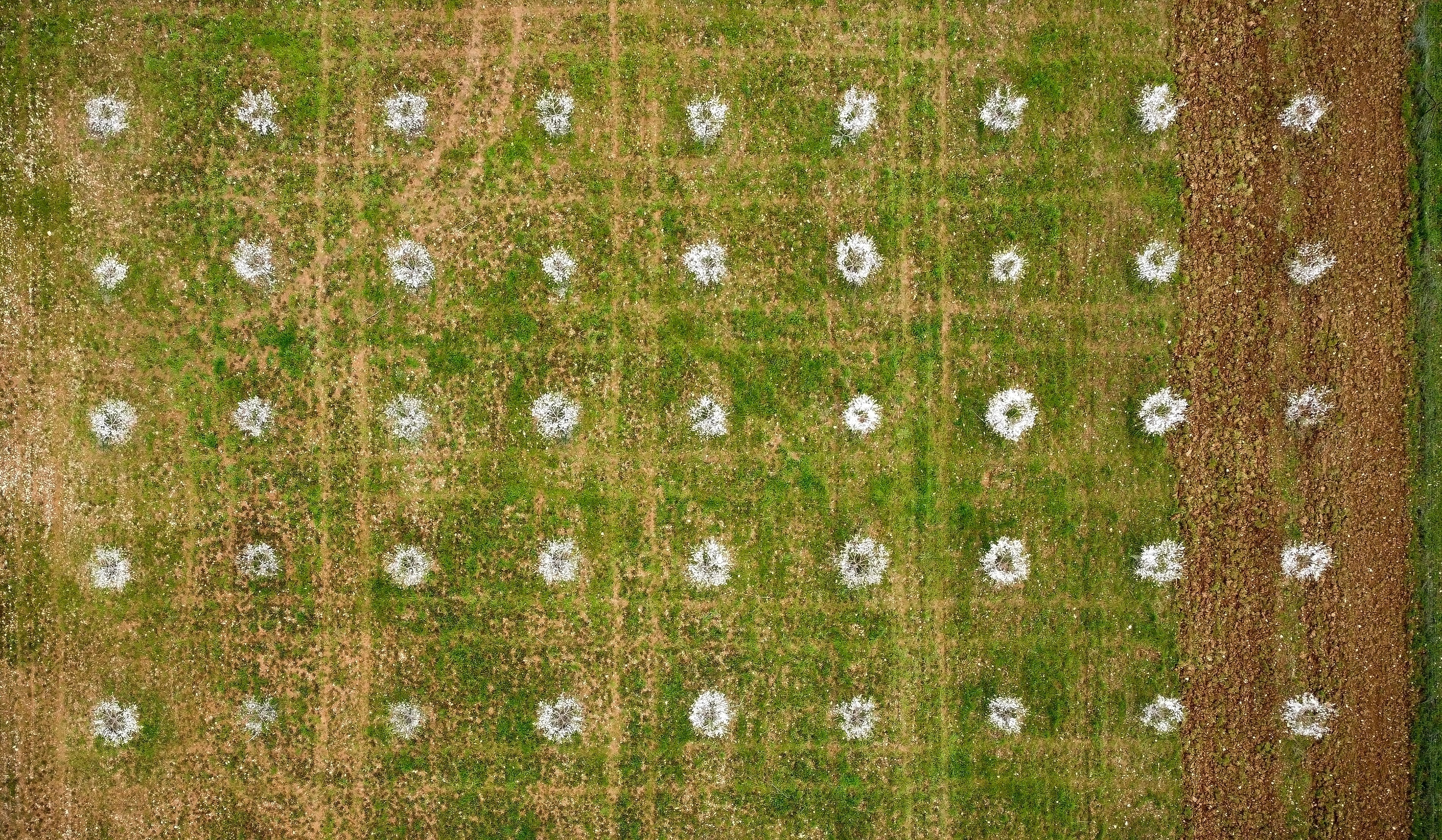 AgriSound and Importaco put pollination under the microscope to de‑risk almond sourcing