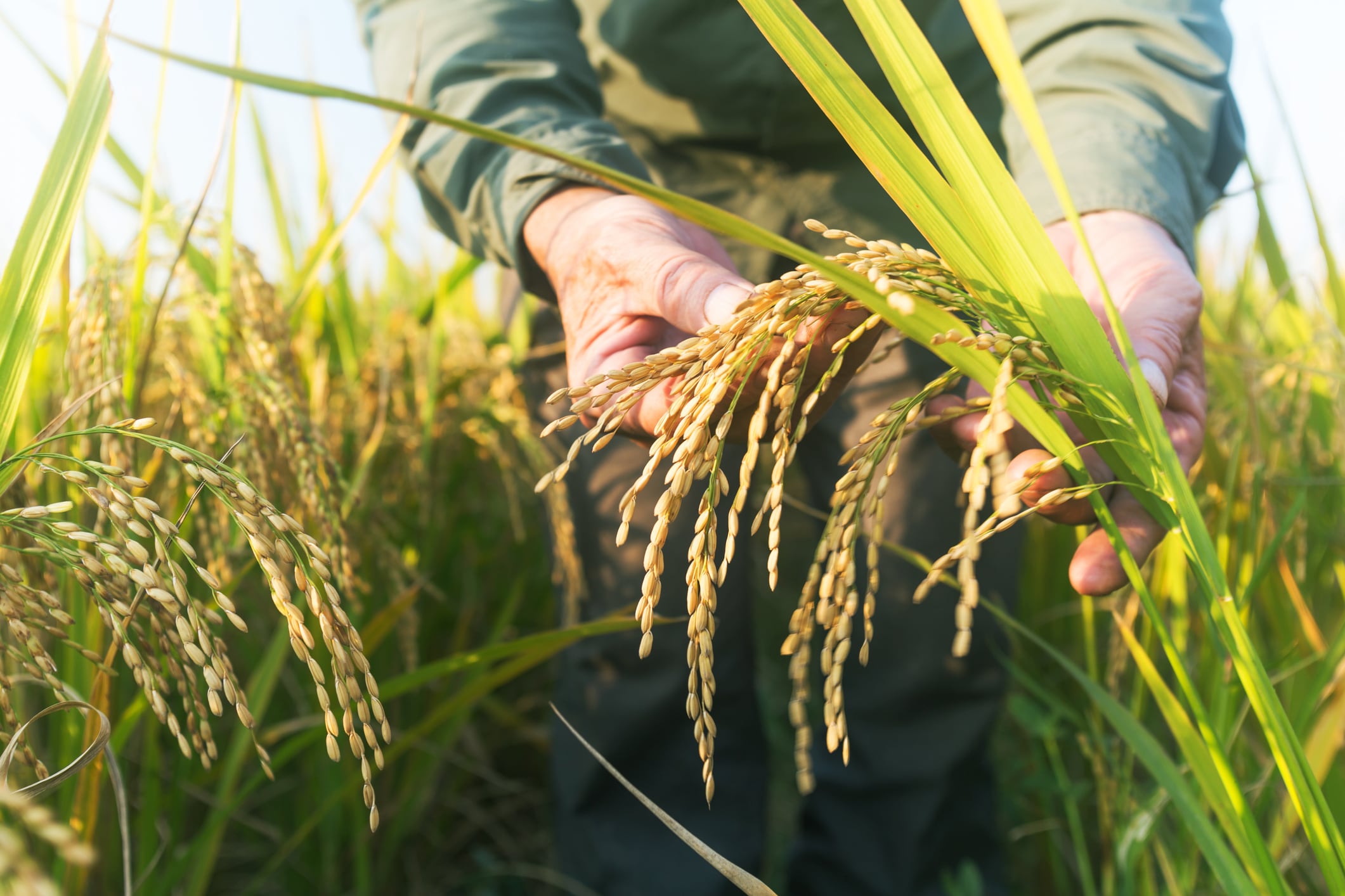 Rice and resilience: Behind the efforts to safeguard an increasingly fragile system– exclusive analysis