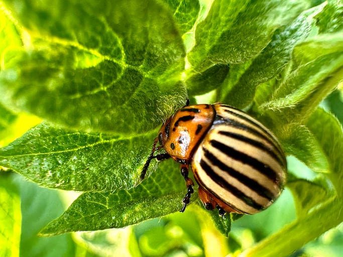 RNAi for crop protection: how are the key challenges being addressed?