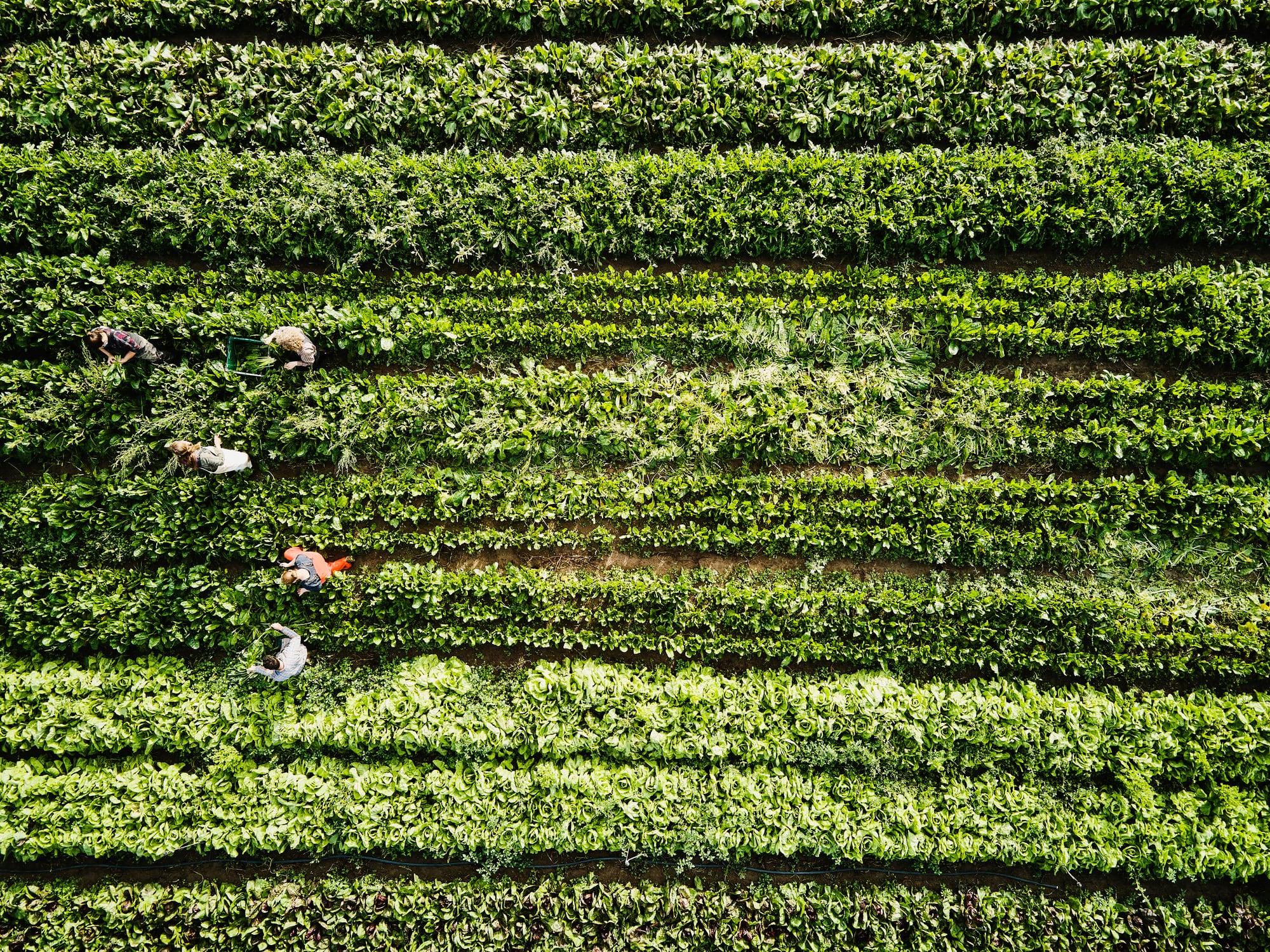 EU policy recap: February’s big shifts in farming rules, trade and tech
