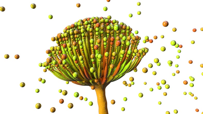 Jordan’s Manaseer Group launches mineral-based mycotoxin binder