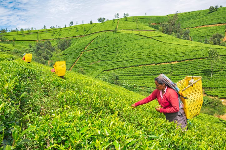 No meaningful progress without women: Gender equality a must for food security and resilience – FAO
