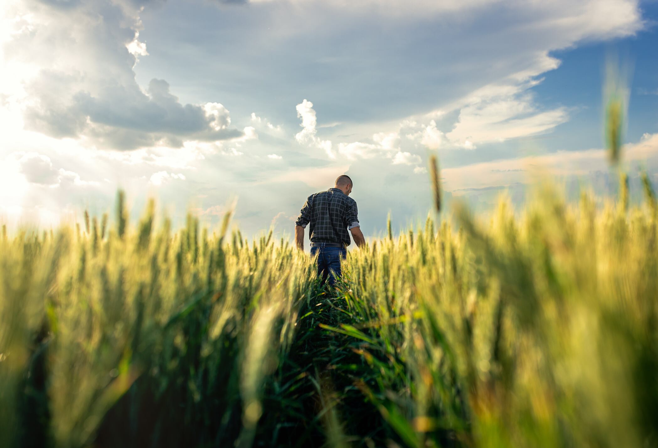 Corteva believes it has developed the underlying system needed to make hybrid wheat a mainstream breeding technology across the wheat industry.