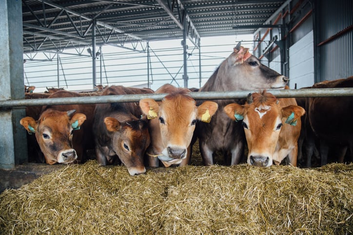 Oregano extract may improve feeding rate, milk production in Jersey cows