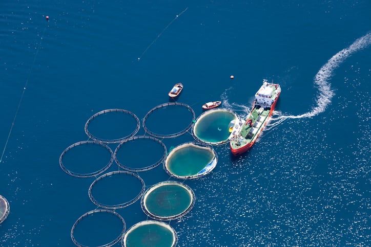Rabobank sees positive shift in fishmeal prices for 2024