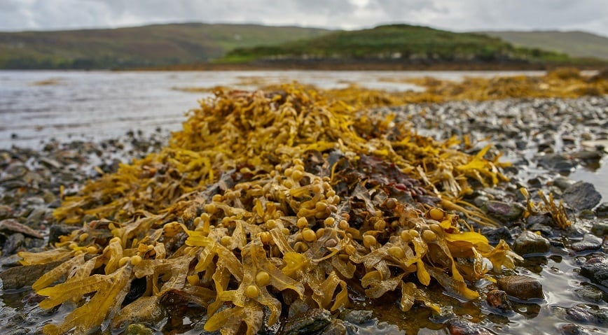 Belfast based researchers explore potential of seaweed feed to slash methane emissions in cows