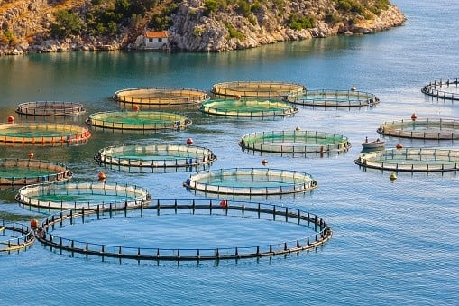 Aquaculture without antibiotics: Peptobiotics closes Series A round as it seeks to tackle ‘acute’ overuse and resistance