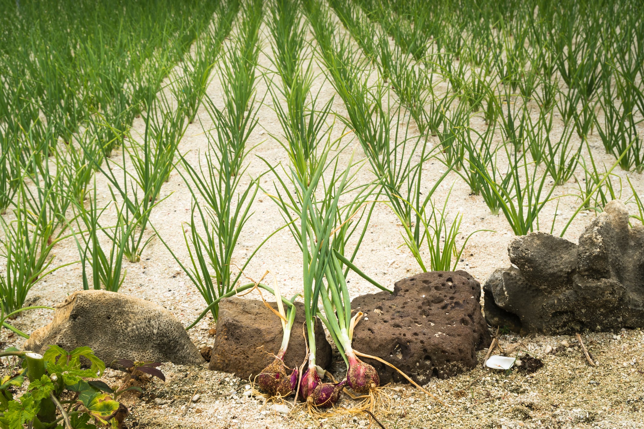 Garlic on Ly Son island
