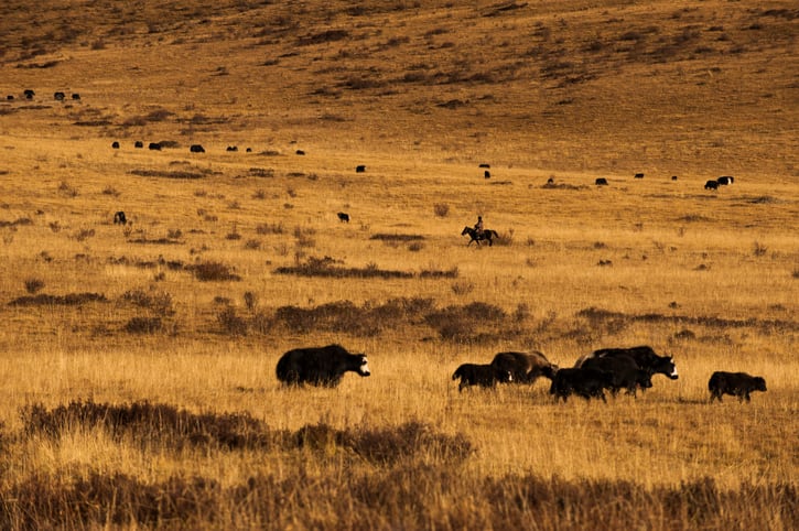 UN calls for pastoralism protection as ‘silent demise’ of rangelands threatens global food supply