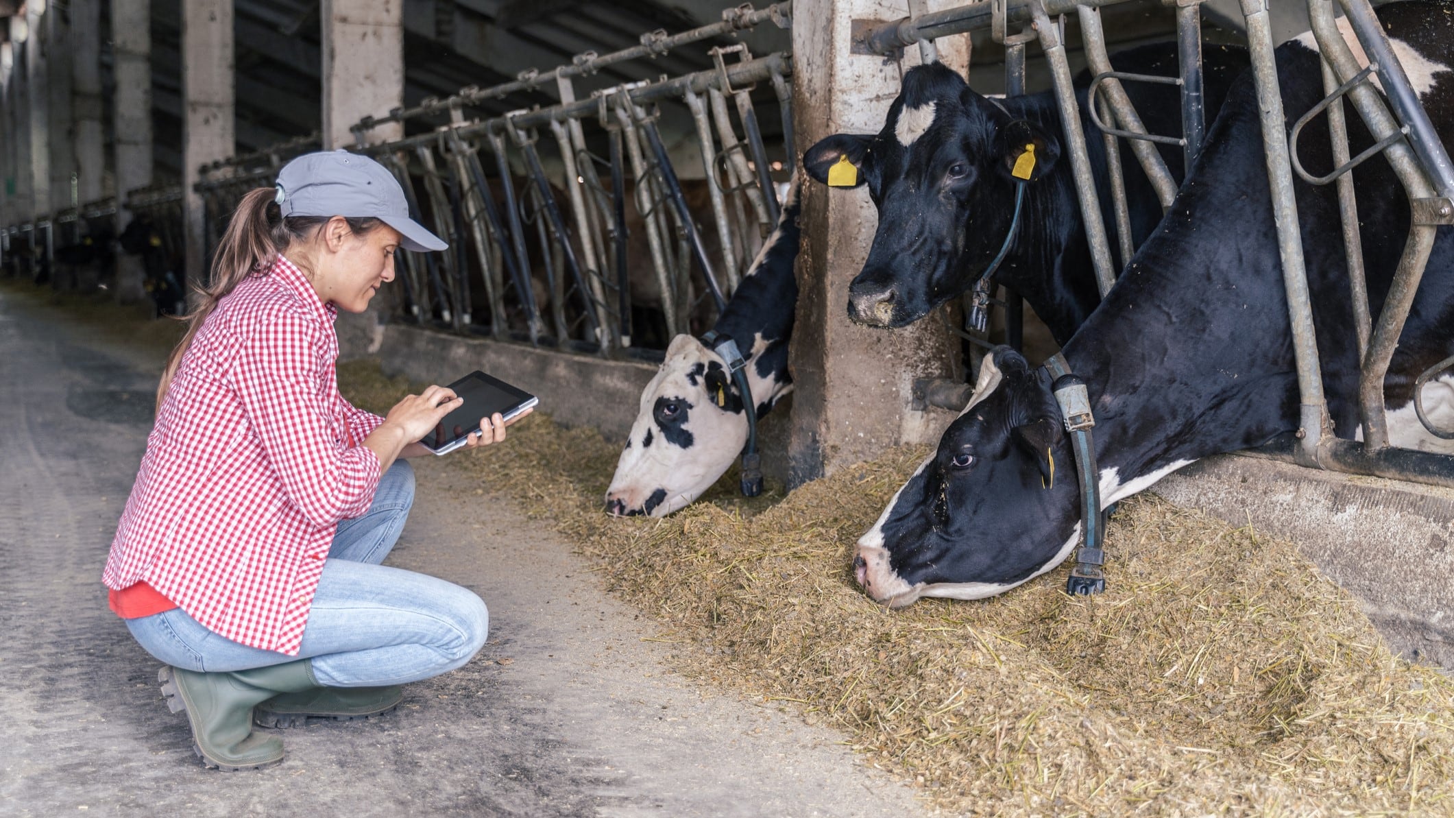 Raising the bar: How can ethical practices in livestock farming be adopted in the digital age?