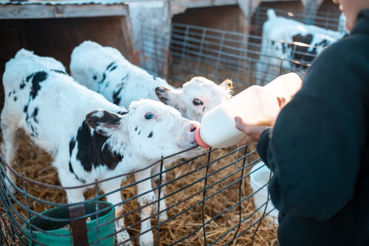 Can the use of appeasing pheromones effectively mitigate stress in dairy calves?
