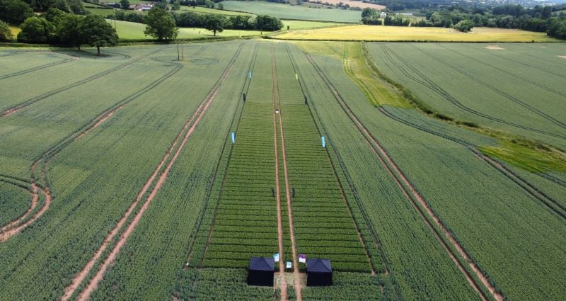ADAMA and BASF join forces on next-generation fungicide solutions for European growers