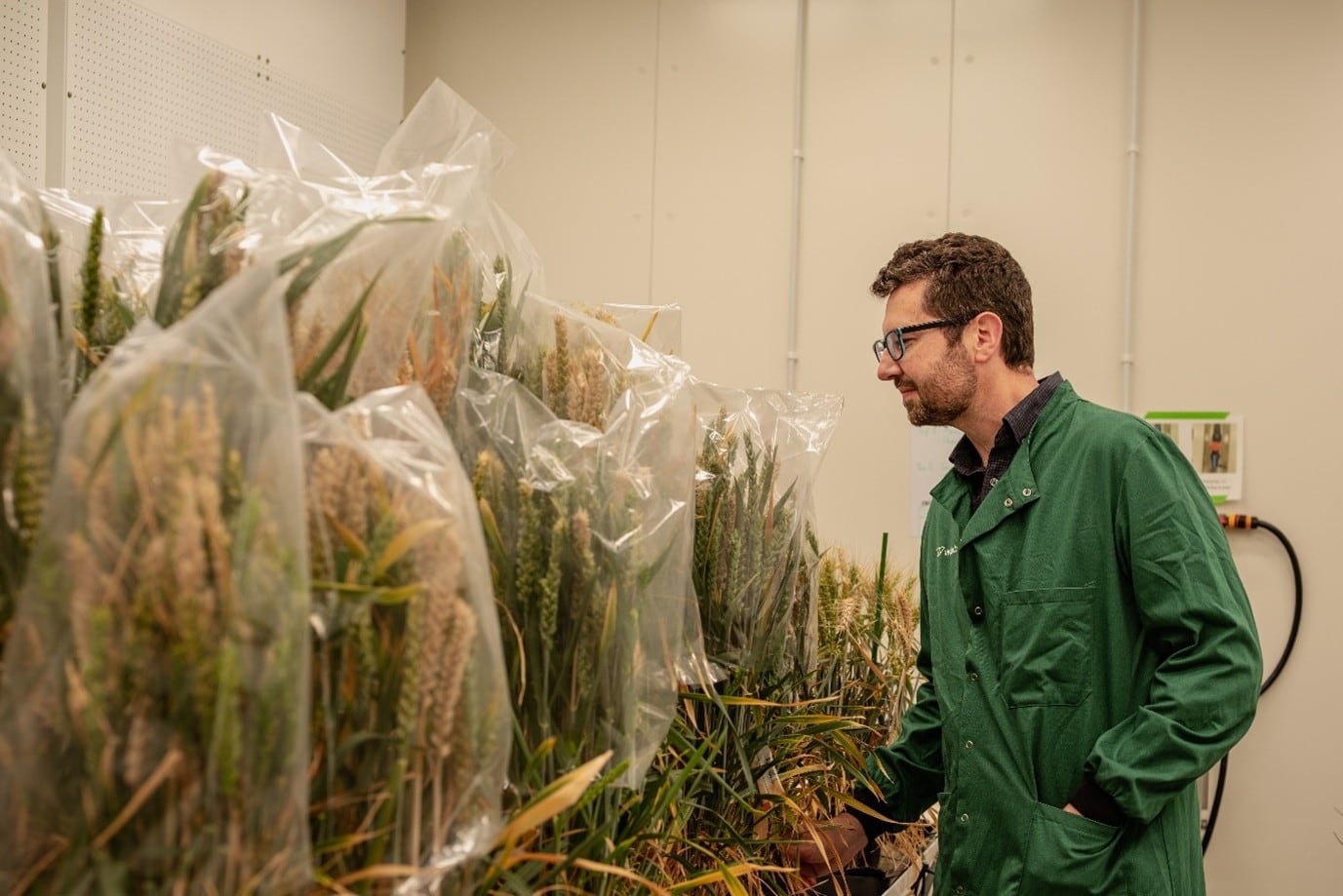 Dyson Farming and KWS join Wild Bio in five‑year sprint to commercial precision-bred wheat breakthrough