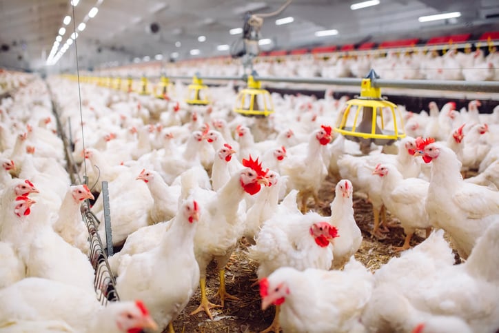 Australian diets: Chelated trace minerals boost broiler growth, minimize environmental impact