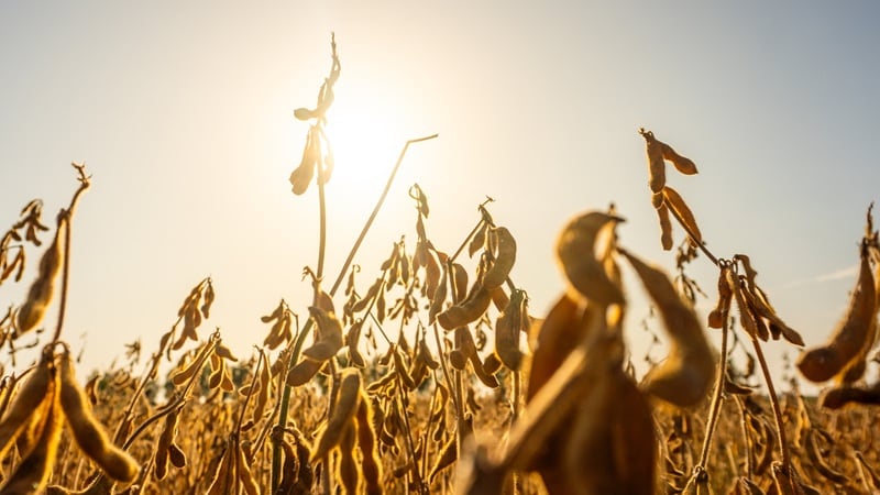 A soybean field against a sunny backdrop