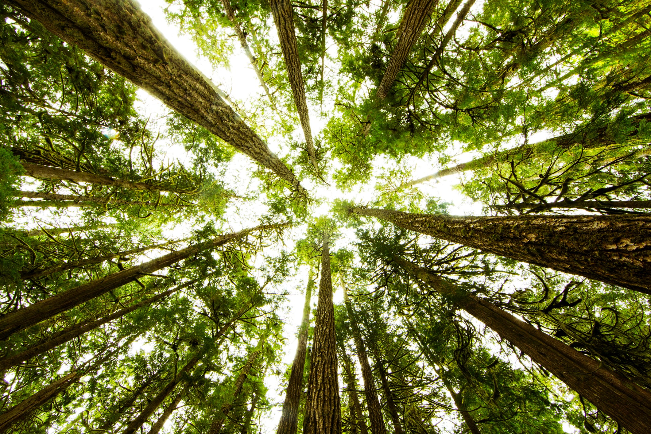 High upfront costs are thwarting Europe’s carbon removal market, research claims