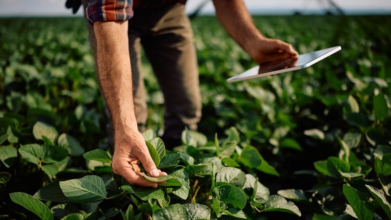 Crop disease monitoring company Innerplant readies to 10x soybean acres in 2026