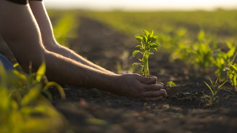 A farmer tending to their land