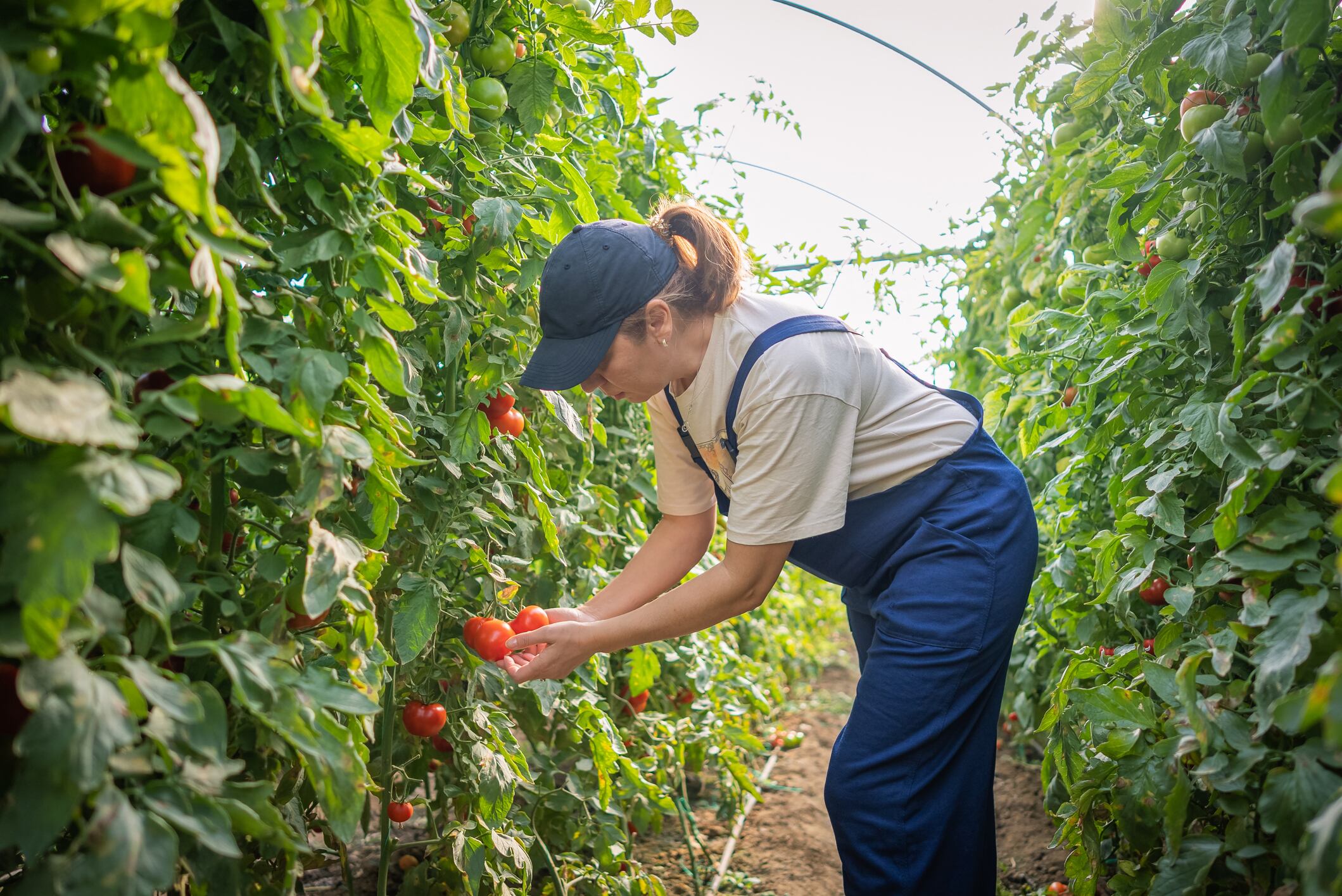 Hudson River’s recent partnerships suggest European seed companies are moving beyond evaluating gene-editing technologies and beginning to integrate them into long-term breeding strategies.