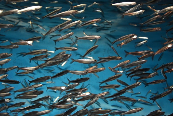 Weather challenges could tank fishmeal production in Peru by 25%