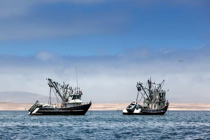 Peruvian authorities reveal anchovy fishing quota: Is a rebound on the cards?