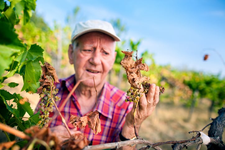 Climate resilient crops: Scientists hail benefits of zinc, while ‘world's first’ gene-edited cowpea gets US approval