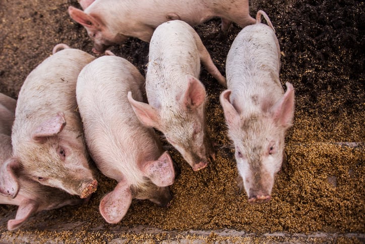 ASF-Canada-amends-feed-import-rules.jpg