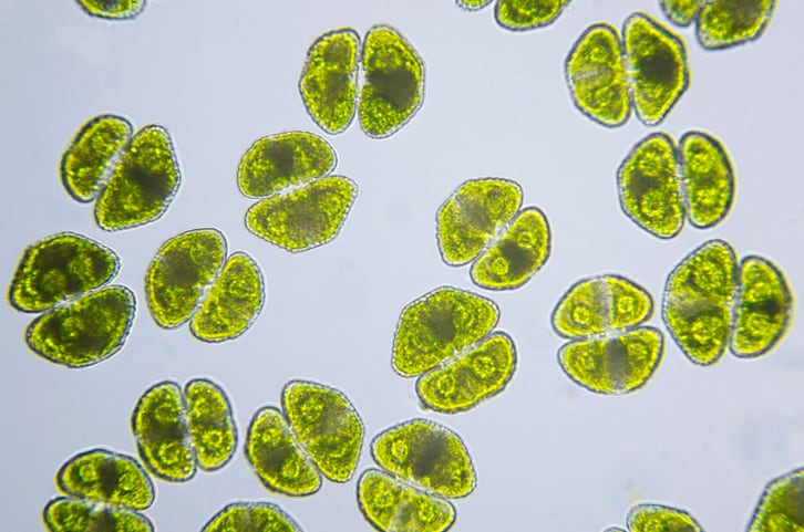 Scientists say yeast and green algae improves water treatment