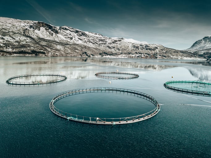 Norway poised to boost global salmon production in 2024, shrimp sector faces challenges