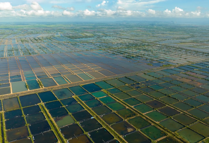 Insights from 15 years research on use of yeast and probiotics in shrimp diets