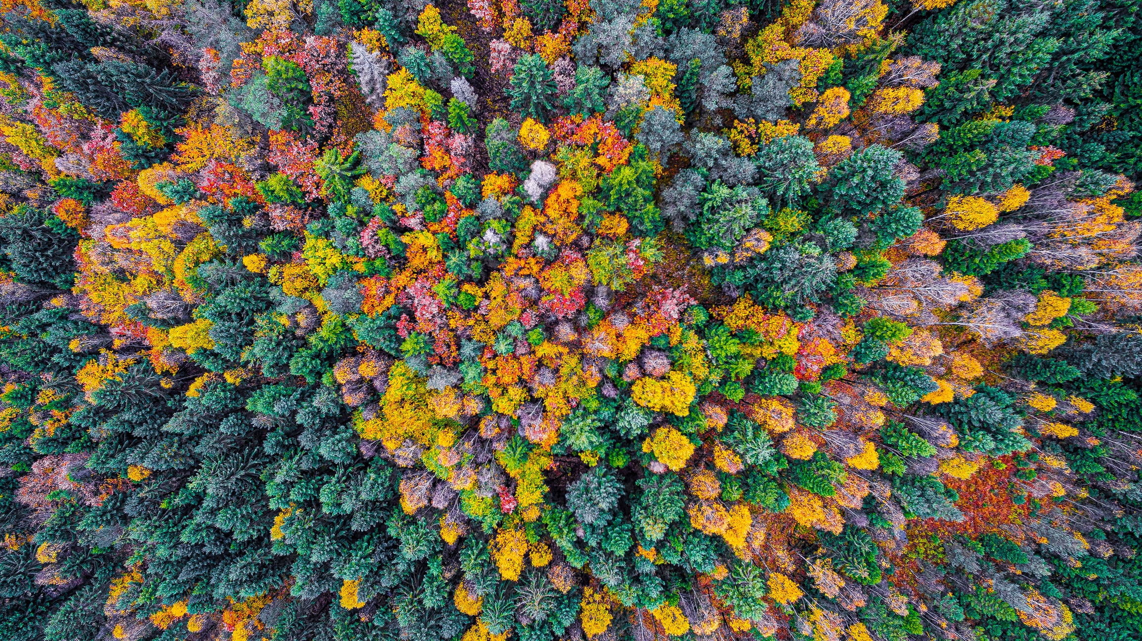 New partnership wants to unlock €29B of carbon income for forest owners in Sweden