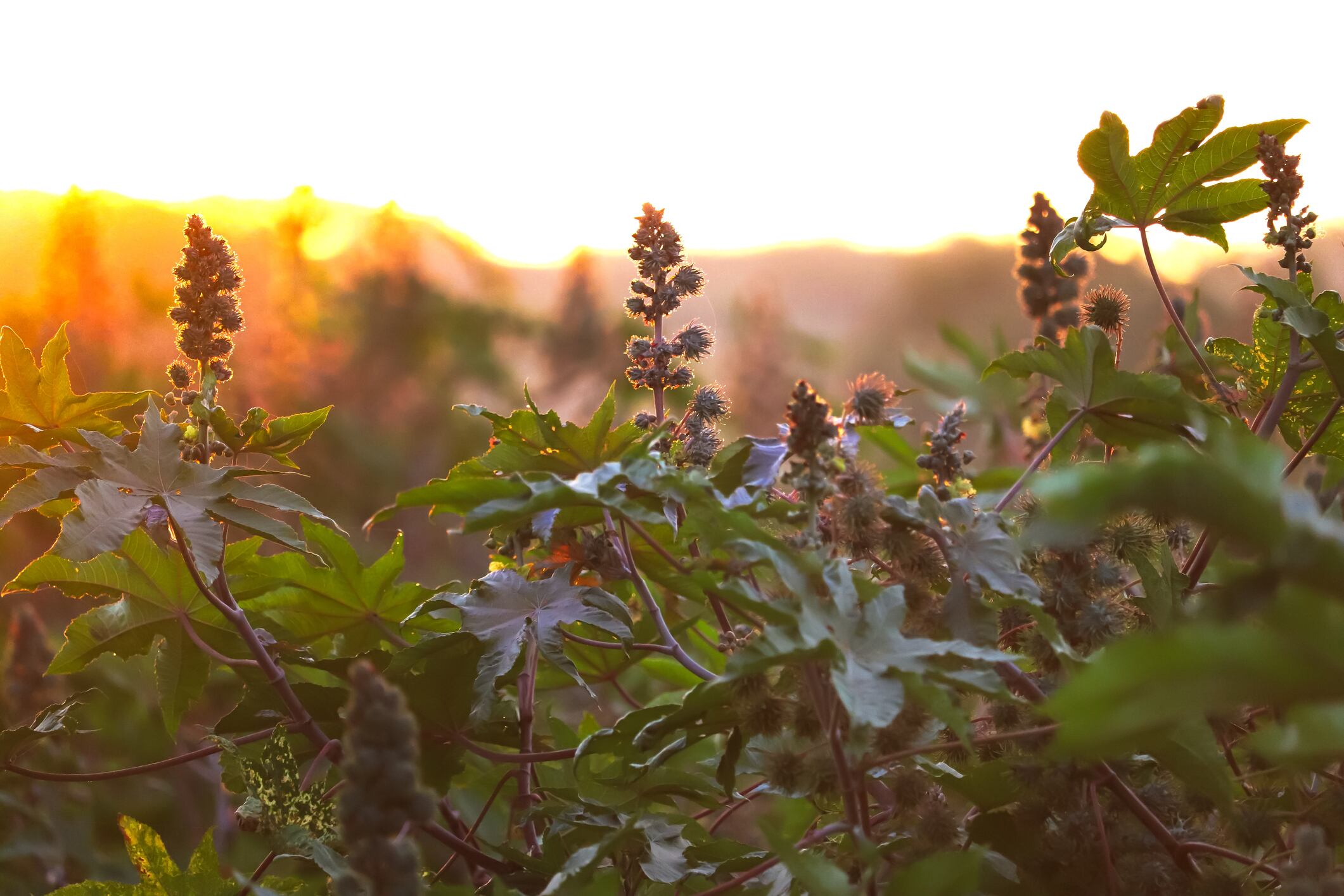 ‘A call to action’: Arkema launches new fund to further strengthen sustainability of castor farming