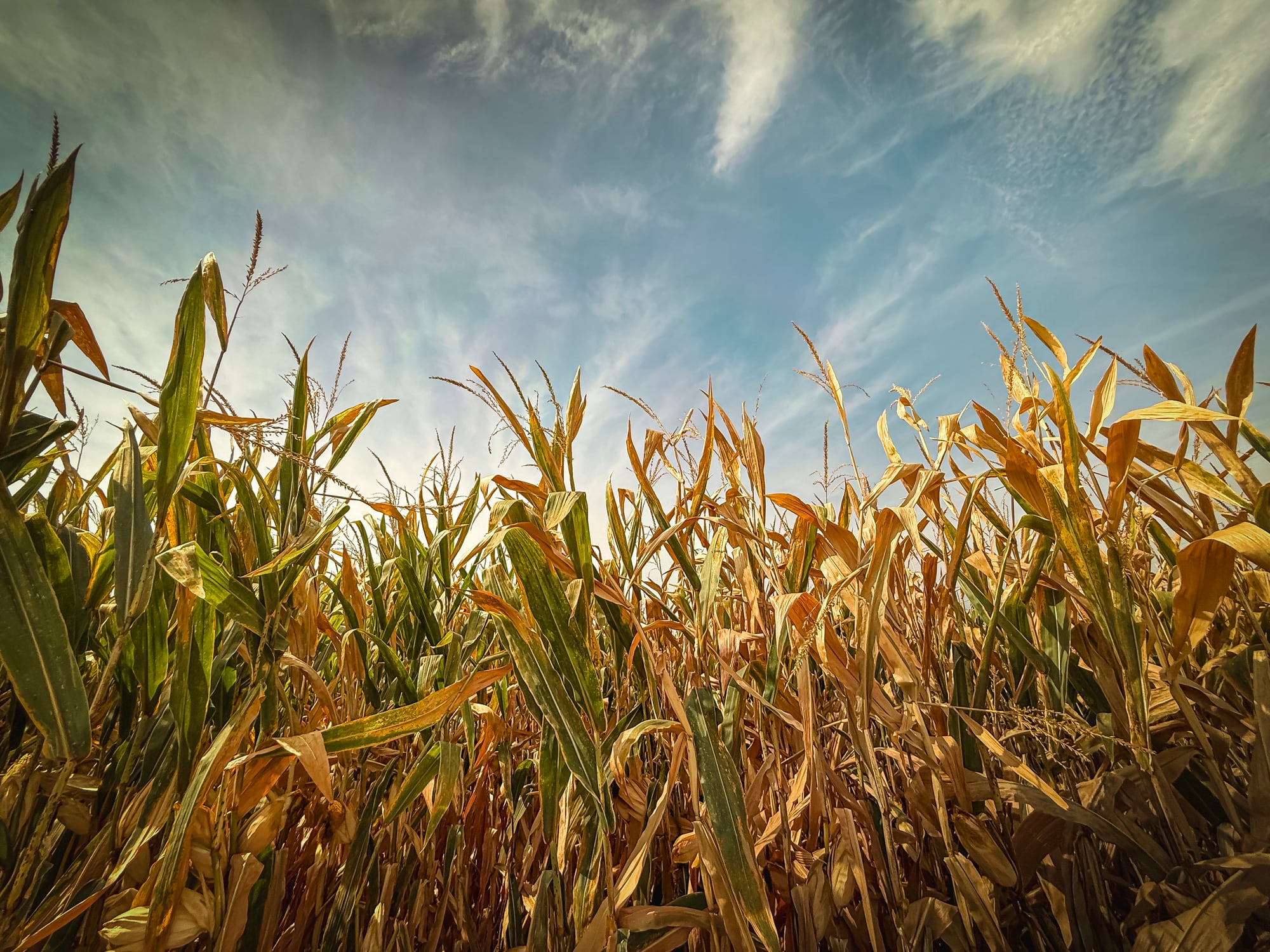 Rainbow Crops and Corteva’s venture platform Vylor are partnering to develop climate-resilient corn varieties using gene editing, AI and advanced breeding technologies.