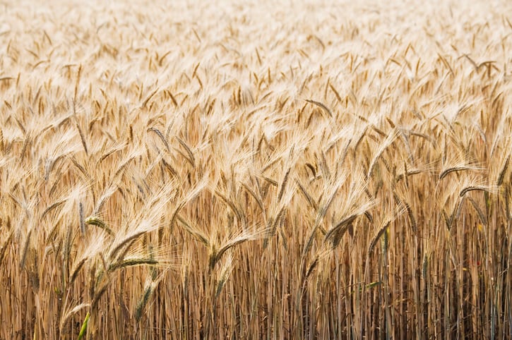 Gene-edited cereals a step closer for English farms