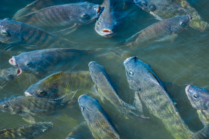 Cost-competitive microalgae-based tilapia feed improves growth metrics