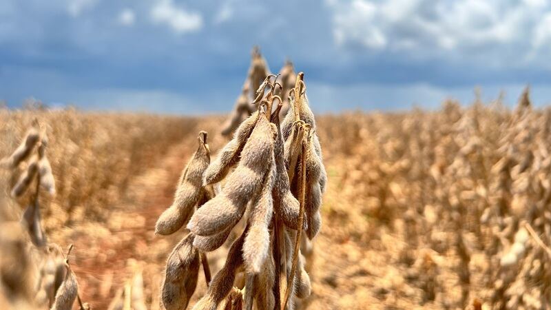 A soybean field in Brazil