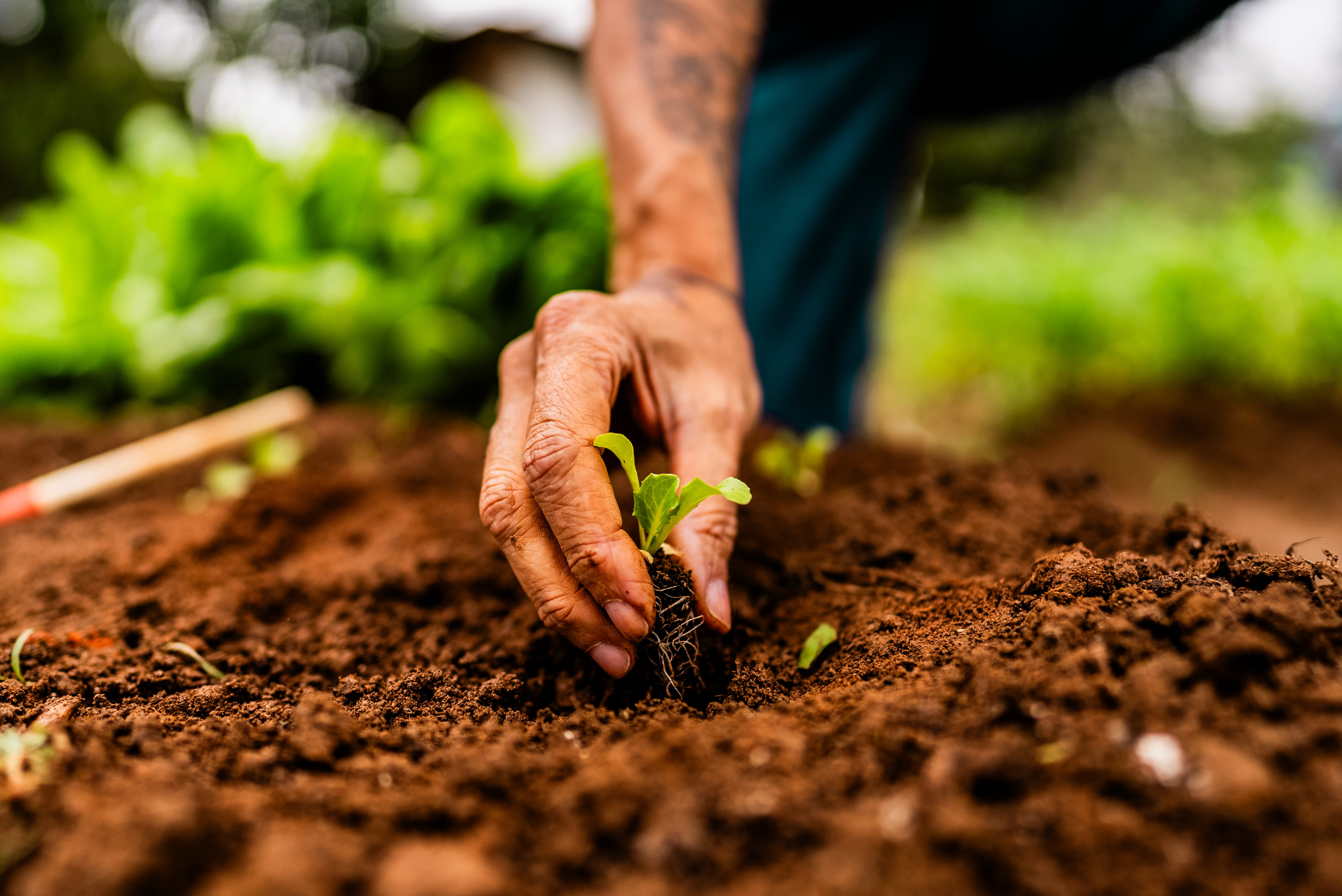 ‘Multiple wins’: WorldVeg trials back biochar as a boost for yields and climate-friendly farming